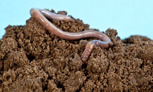 What is in my soil?
