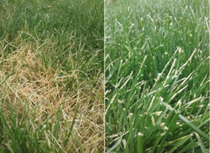 How to Spot and Control Ascochyta Leaf Blight in Your Lawn